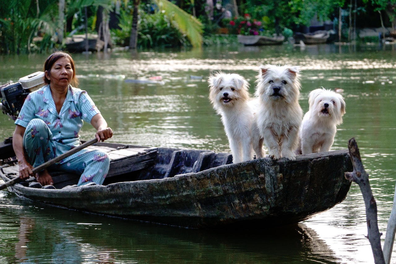 services-02 dogs, white, river, boat, water, nature, vietnam lifestyle, people, woman, vietnamese